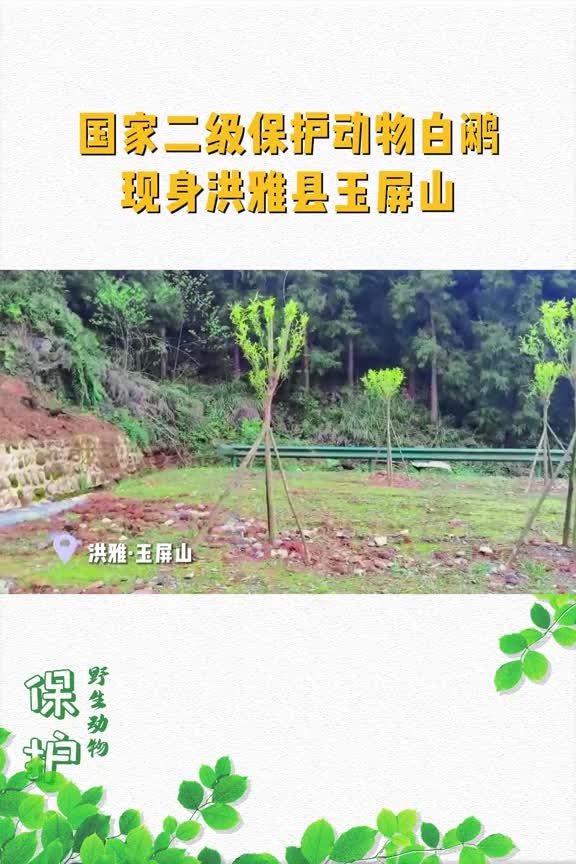 万物和谐 美丽共生|国家二级保护动物白鹇现身洪雅县玉屏山