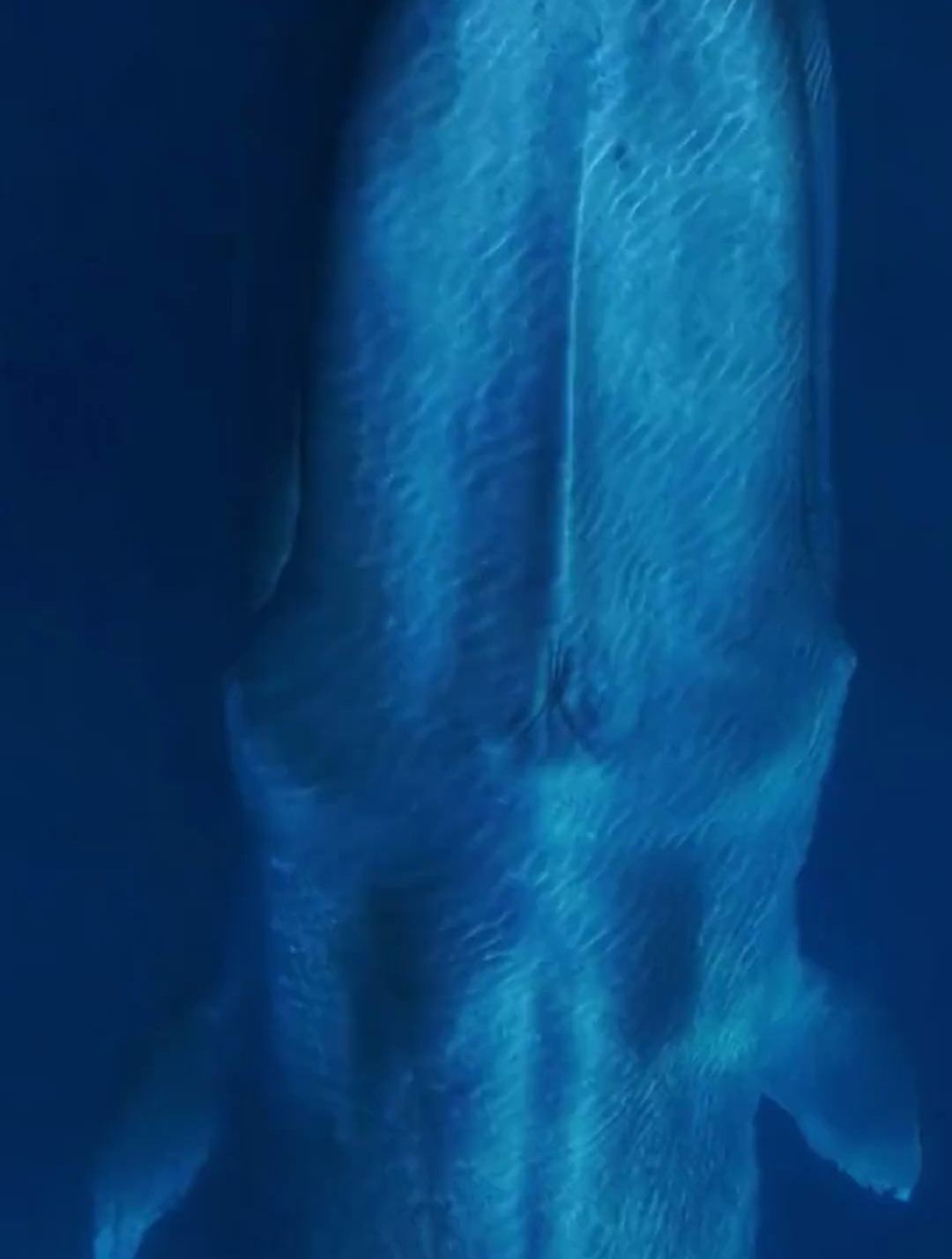 4K高清鲸鱼在深海中浮起来换气 一辈子都需要每隔30分钟唤气一次