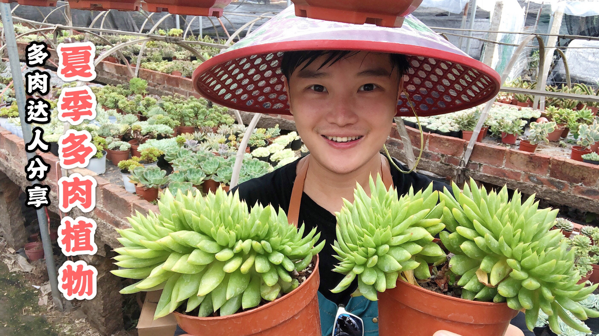 多肉达人分享夏季多肉植物,蝴蝶之舞 玫瑰夫人 千代田之松!