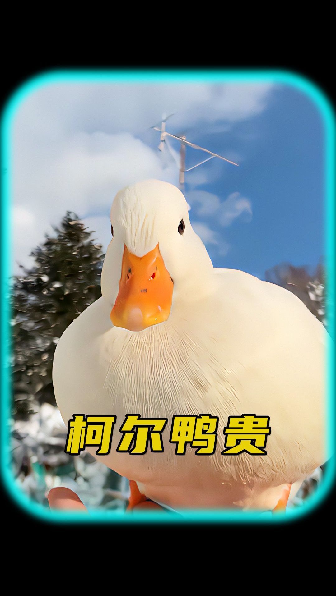 柯尔鸭为什么卖那么贵?