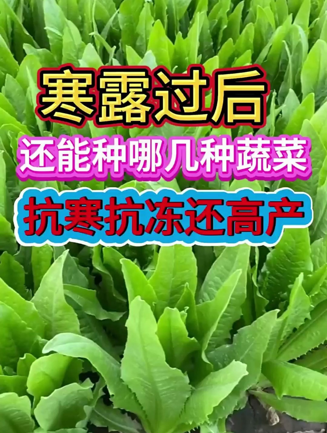 寒露过后还能种哪几种蔬菜,抗寒抗冻还高产