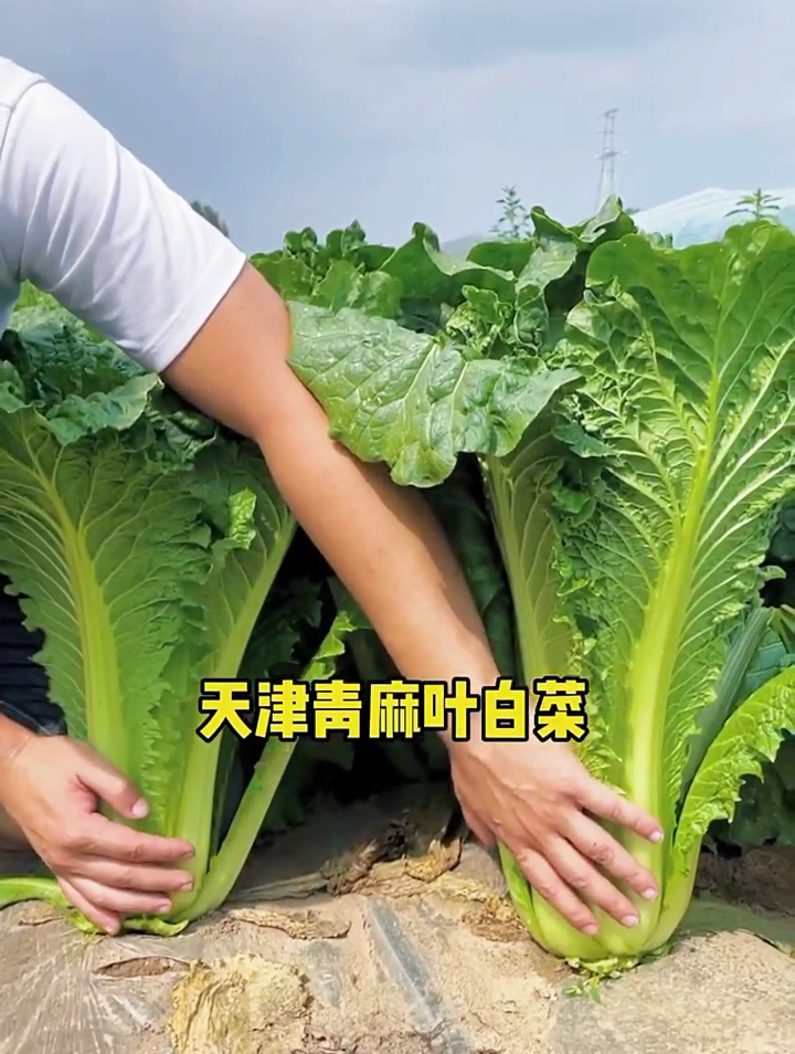 这样种植青麻叶白菜,不但操作简单,还能很好的防止烂根的发生!