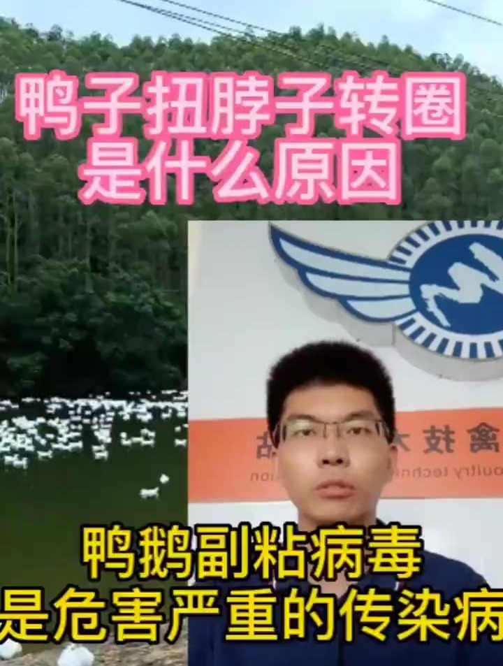 鸭鹅扭脖,转圈什么原因