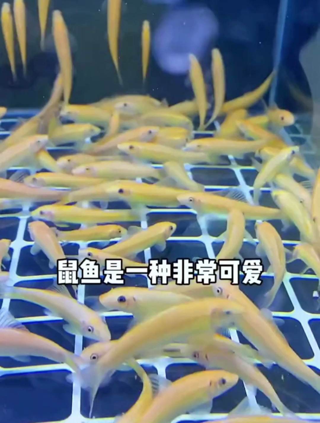 你们知道鼠鱼吗?它被称为鱼缸清洁工!