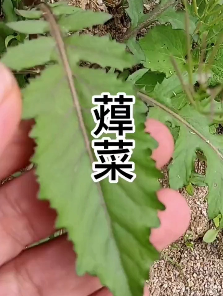 蔊菜有清热解毒,镇咳利尿,活血消肿的功效
