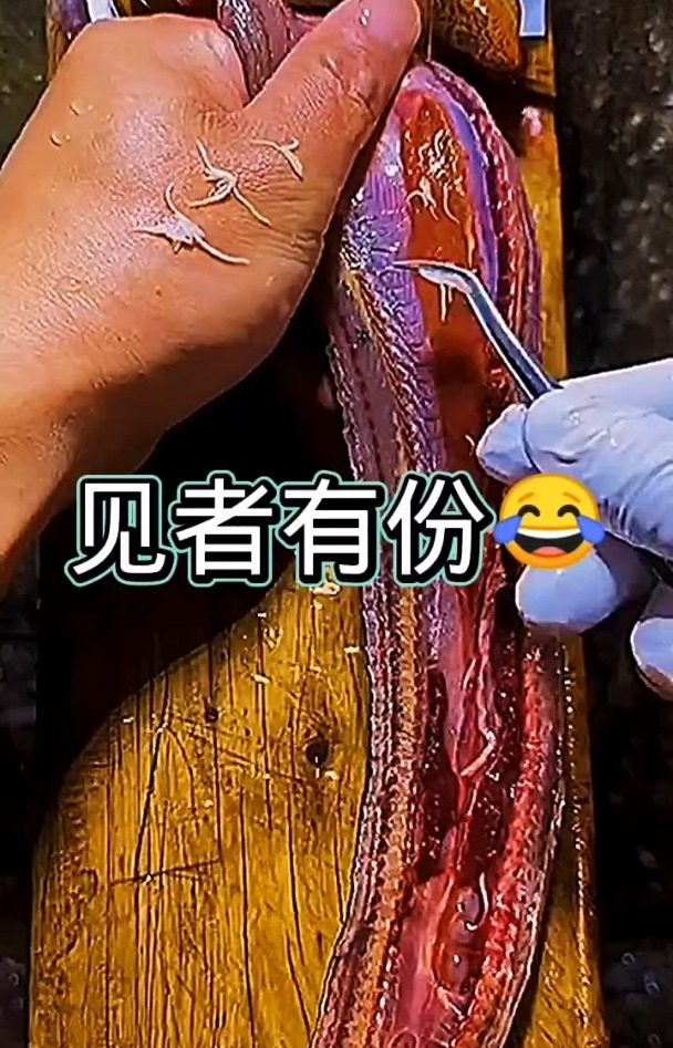 这么多寄生虫的黄鳝,还敢吃嘛