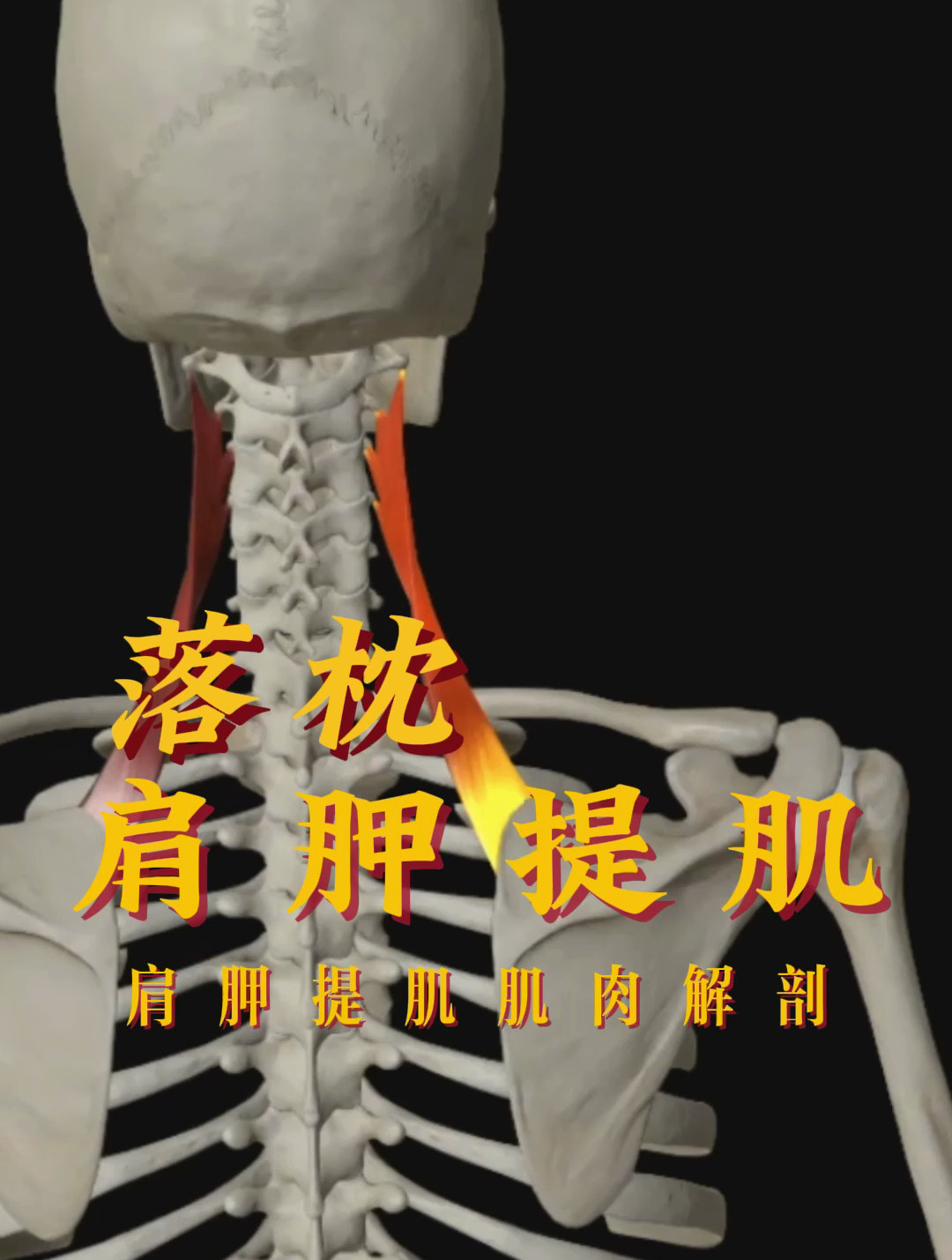 「秒懂肌肉」落枕肩胛提肌