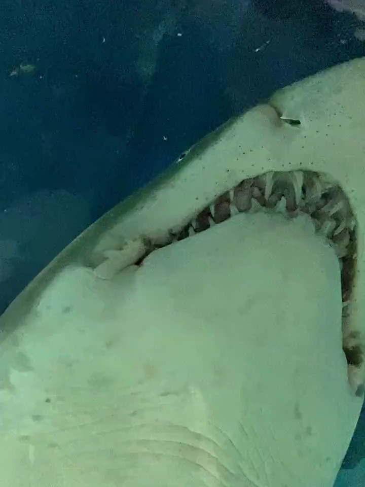 海底世界 大鲨鱼