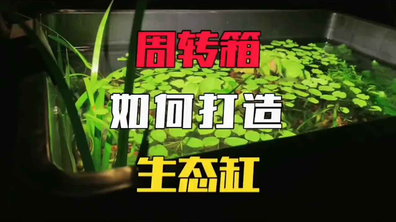 鱼缸水发绿,而且鱼缸里面的鱼经常得病,怎么办?今天教大家一招