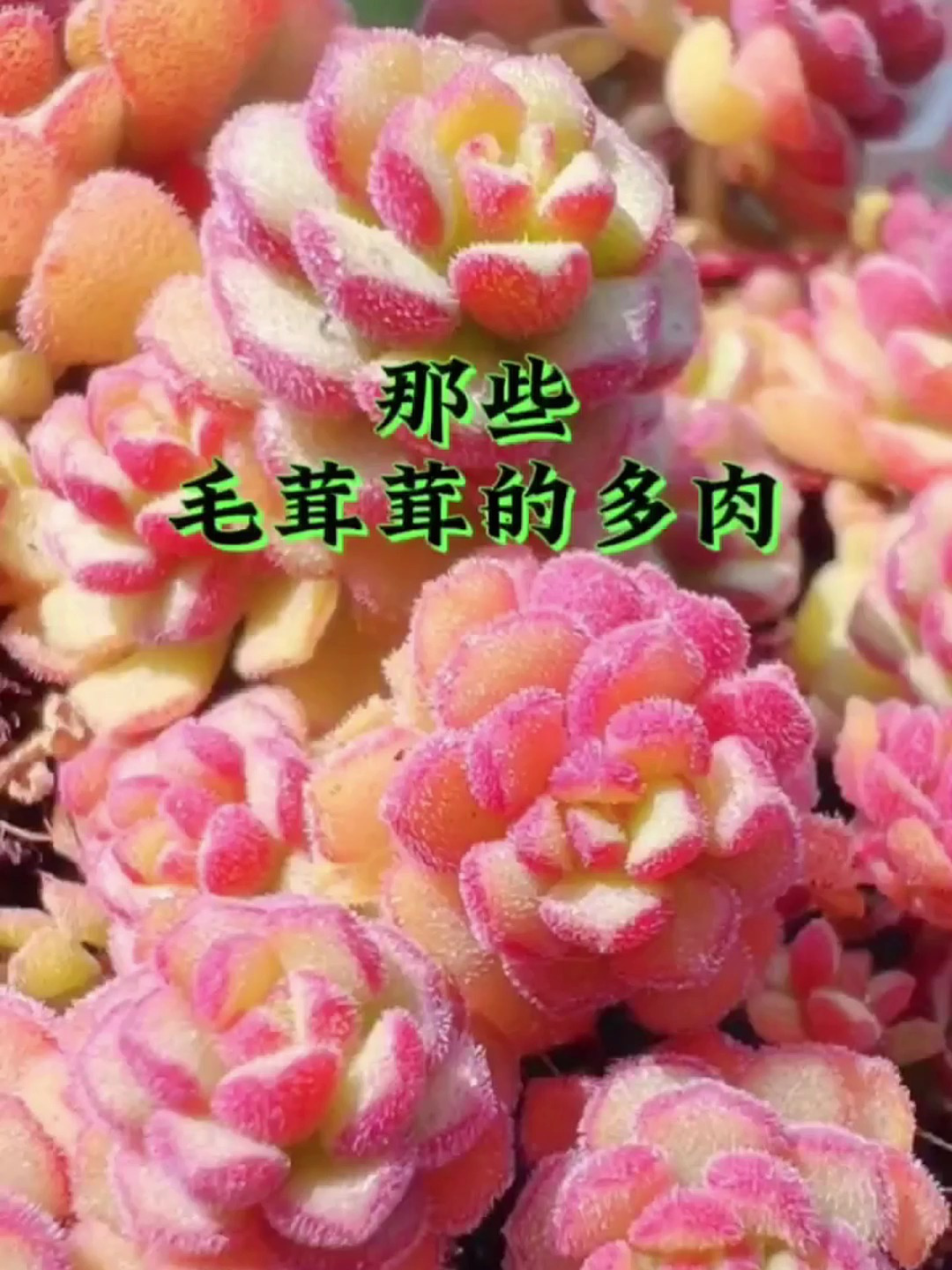 那些毛绒绒的多肉、想养的举手