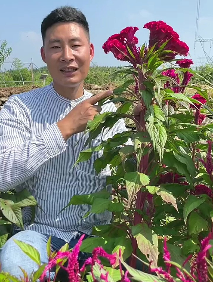 鸡冠花在《本草纲目》中记载也叫鸡公花,它的苗子花有很多妙用