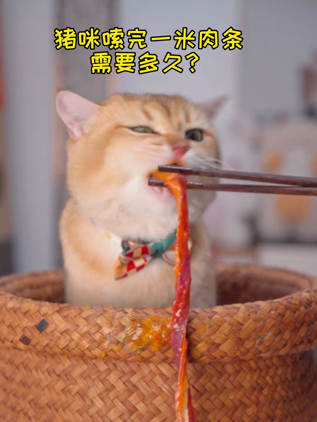 猫咪挑战1米肉条,太厉害了!