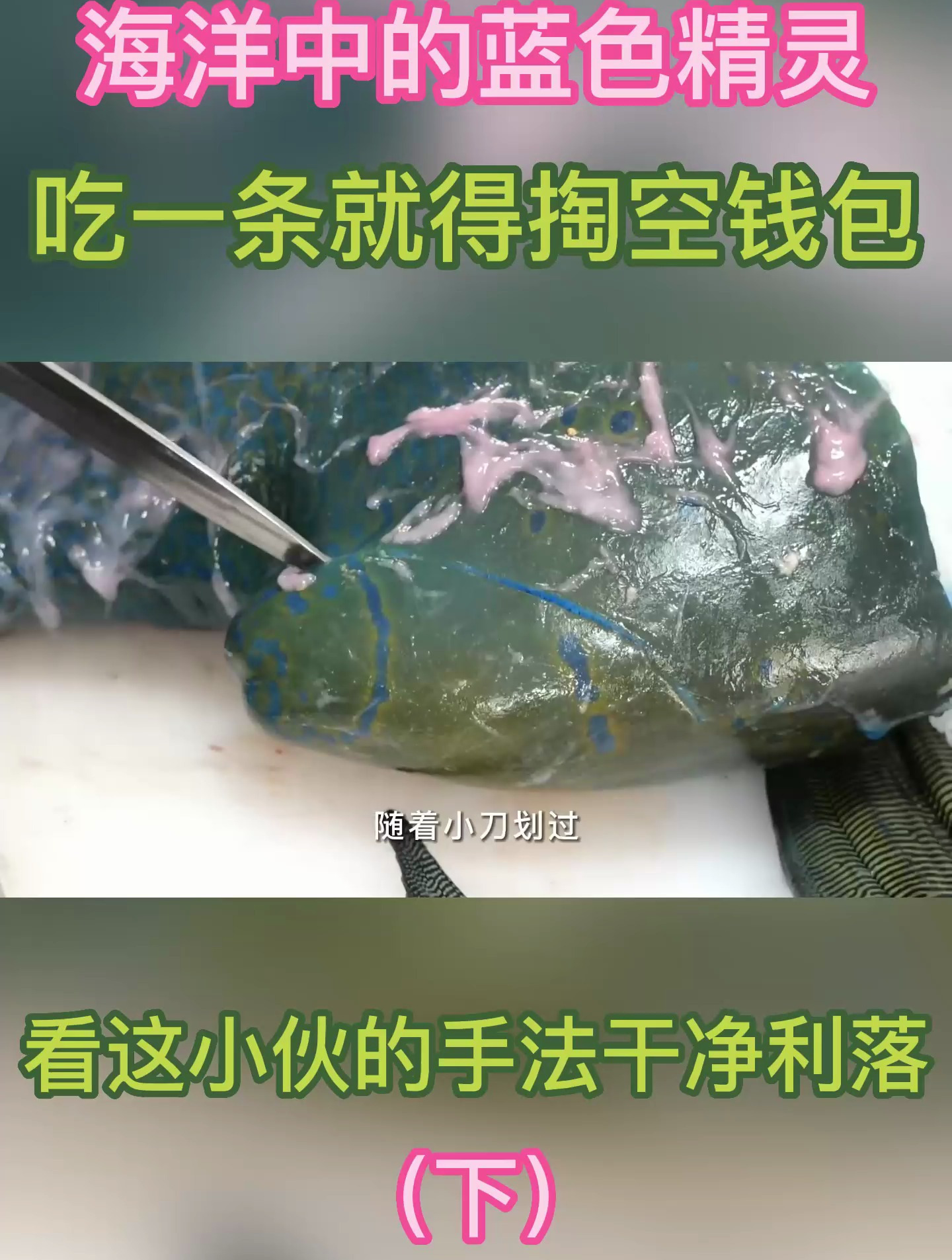 蓝色苏眉鱼,海洋中的蓝色精灵,吃一条就得掏空钱包