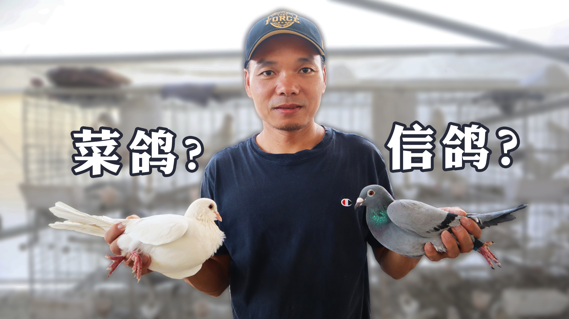 鳄鱼哥:普通菜鸽与比利时信鸽有何区别?果然是基因决定命运!