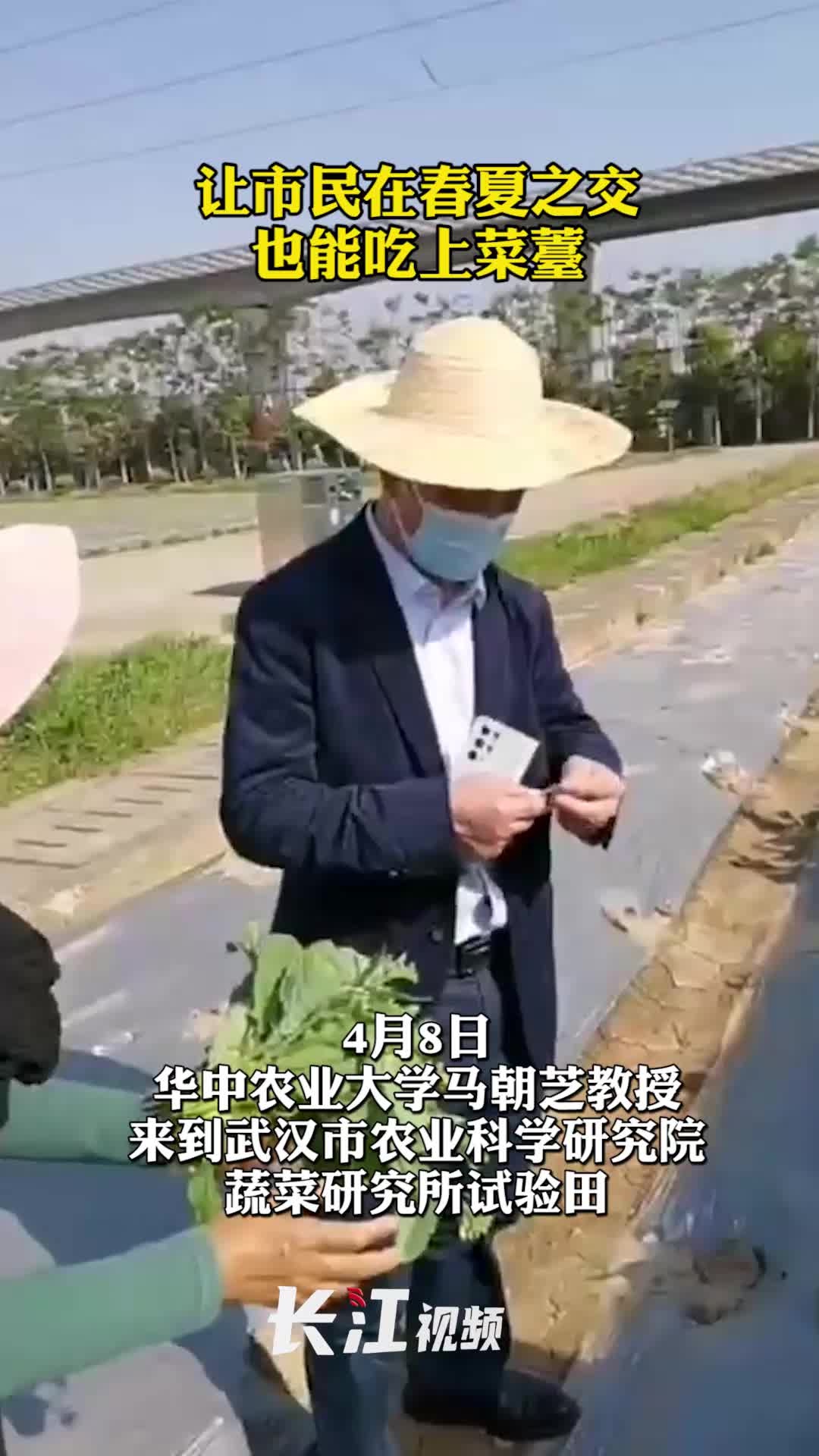 让市民在春夏之交也能吃上菜薹