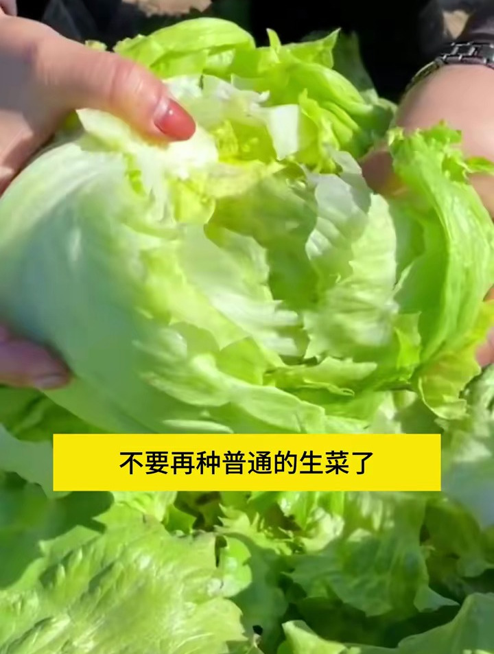这种结球生菜比普通生菜产量更高,口感更好,凉拌热炒都好吃