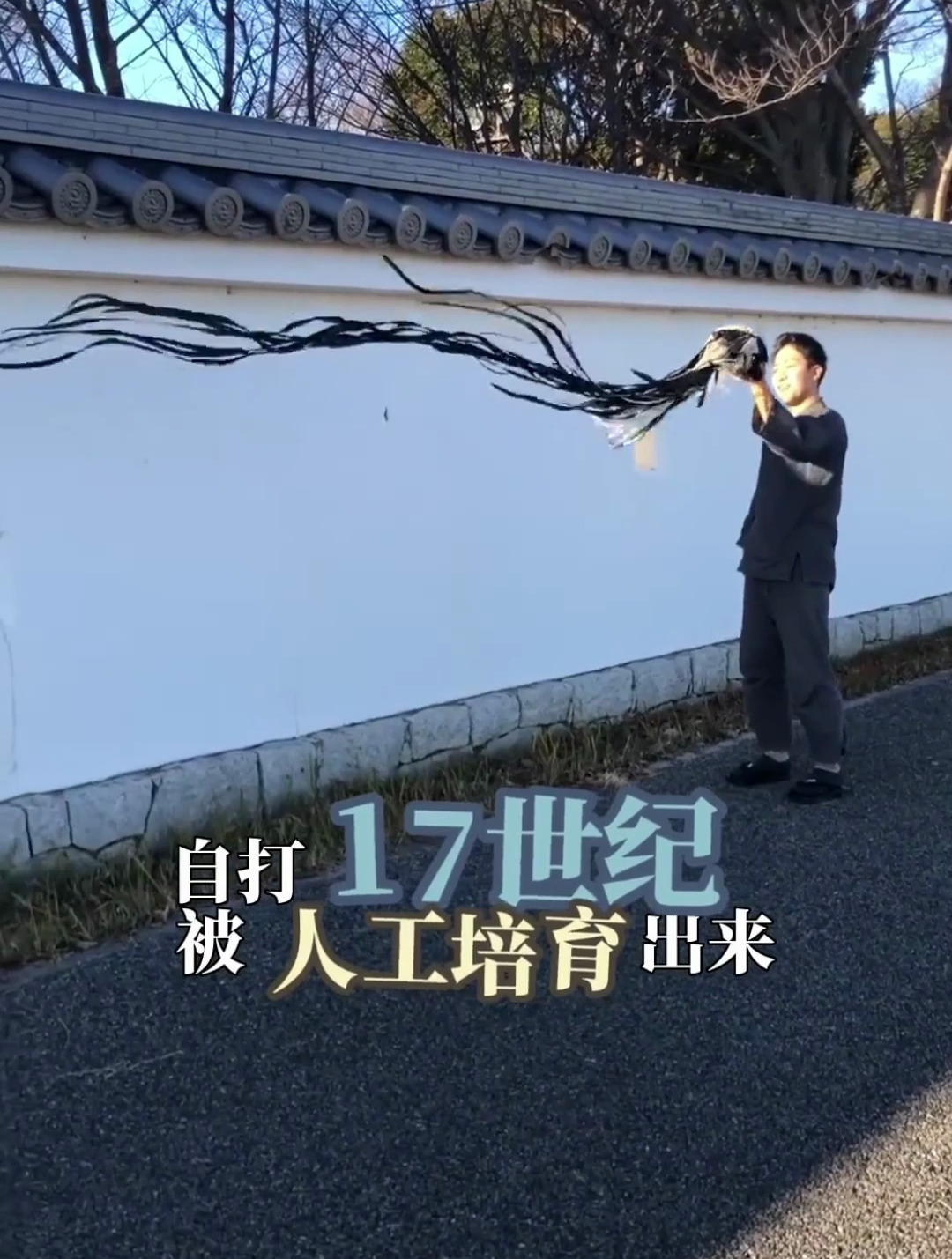 羽毛最长的鸟居然是一只鸡,长尾鸡的尾羽能到12米!