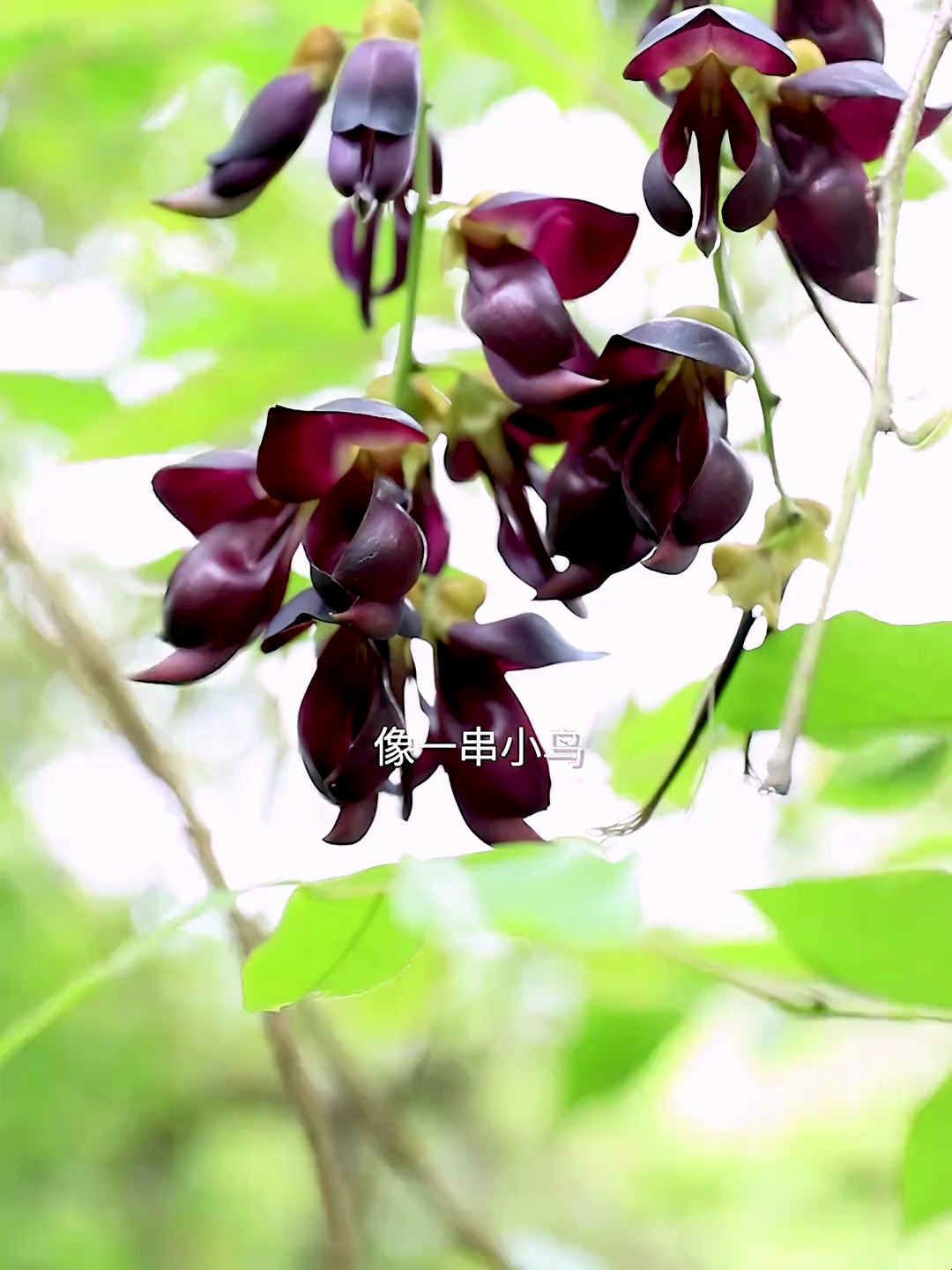 一日一植物 以柔克刚 慢生力量——常春油麻藤