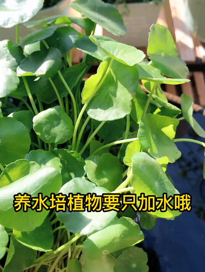 让水培植物原理黄叶掉叶可以这样养护