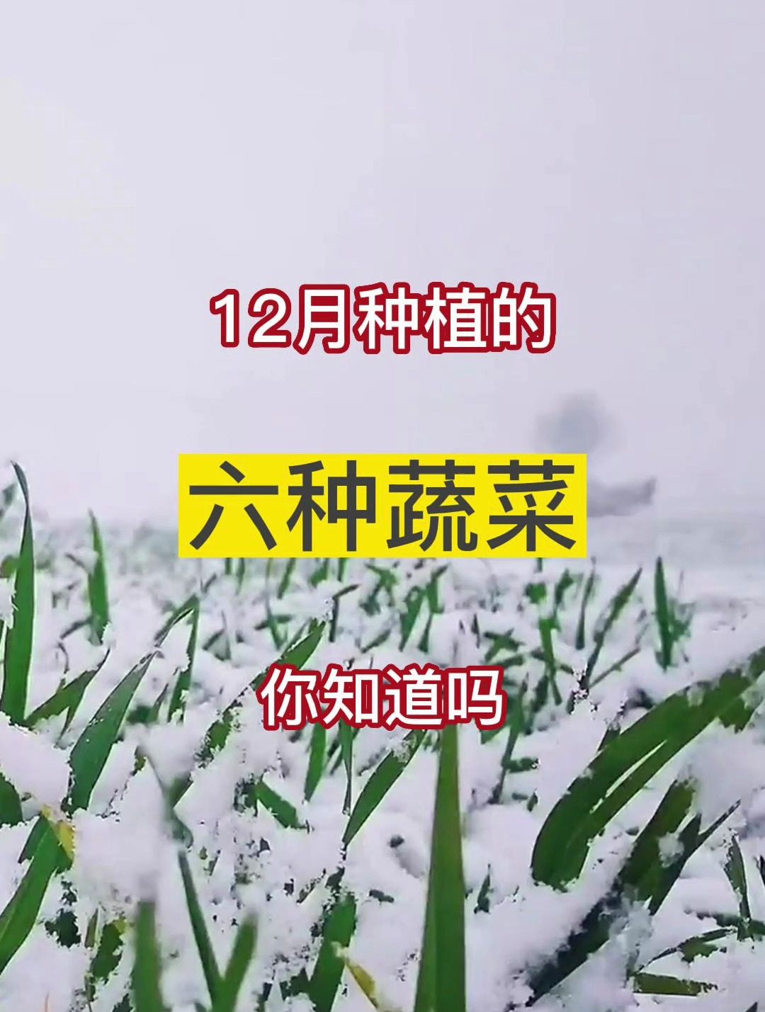 6种12月种植的蔬菜,你知道吗