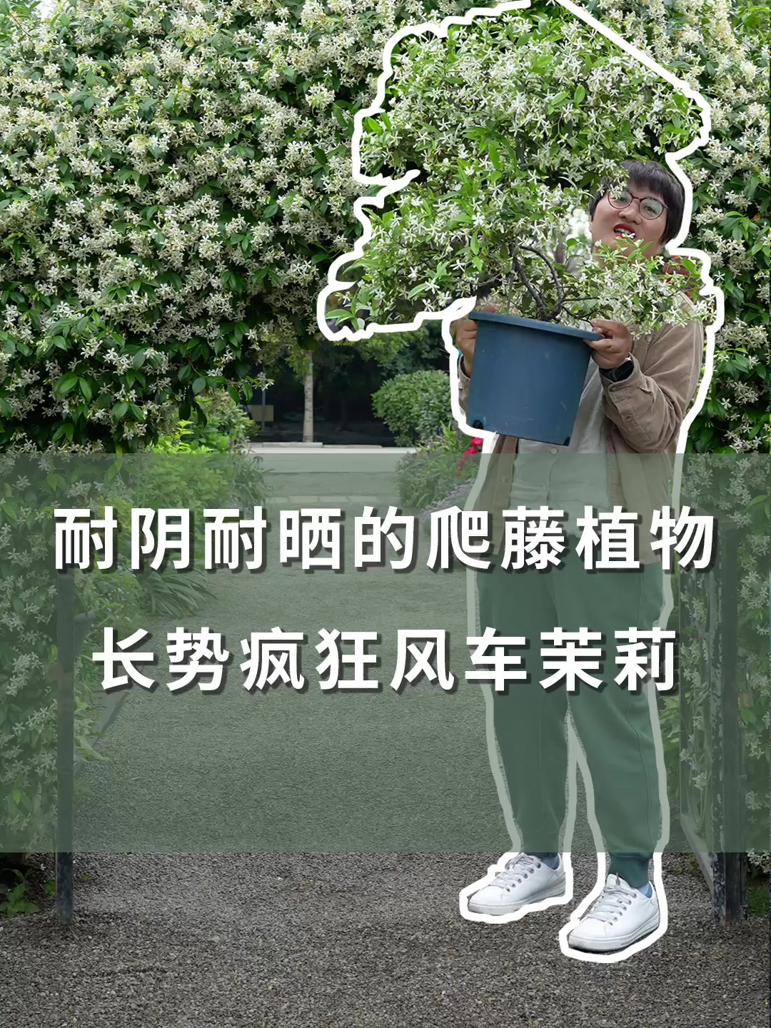 耐晒耐阴的爬藤植物,长势疯狂风车茉莉