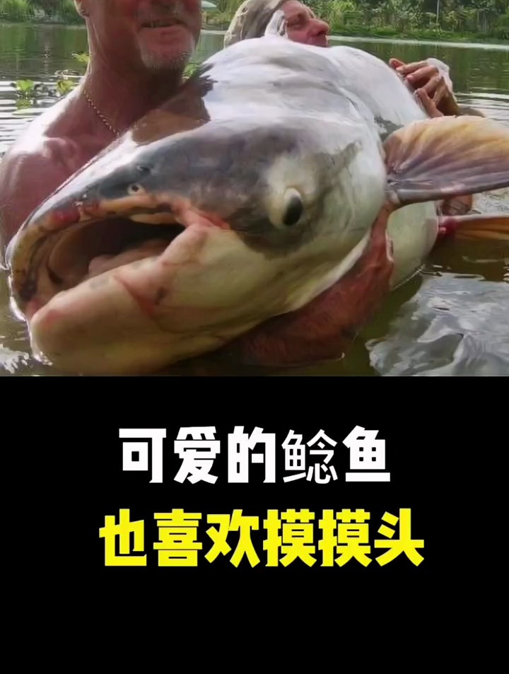 可爱的鲶鱼,也喜欢被摸摸头!