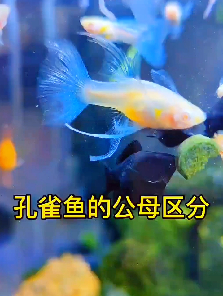 孔雀鱼如何分辨性别?小姐姐教你如何区分孔雀鱼的公母其实很简单