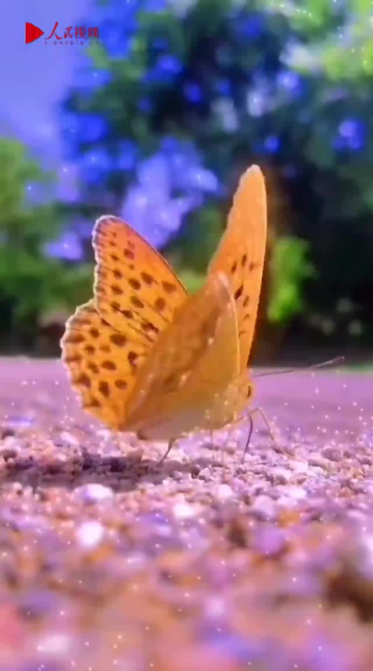美丽的蝴蝶