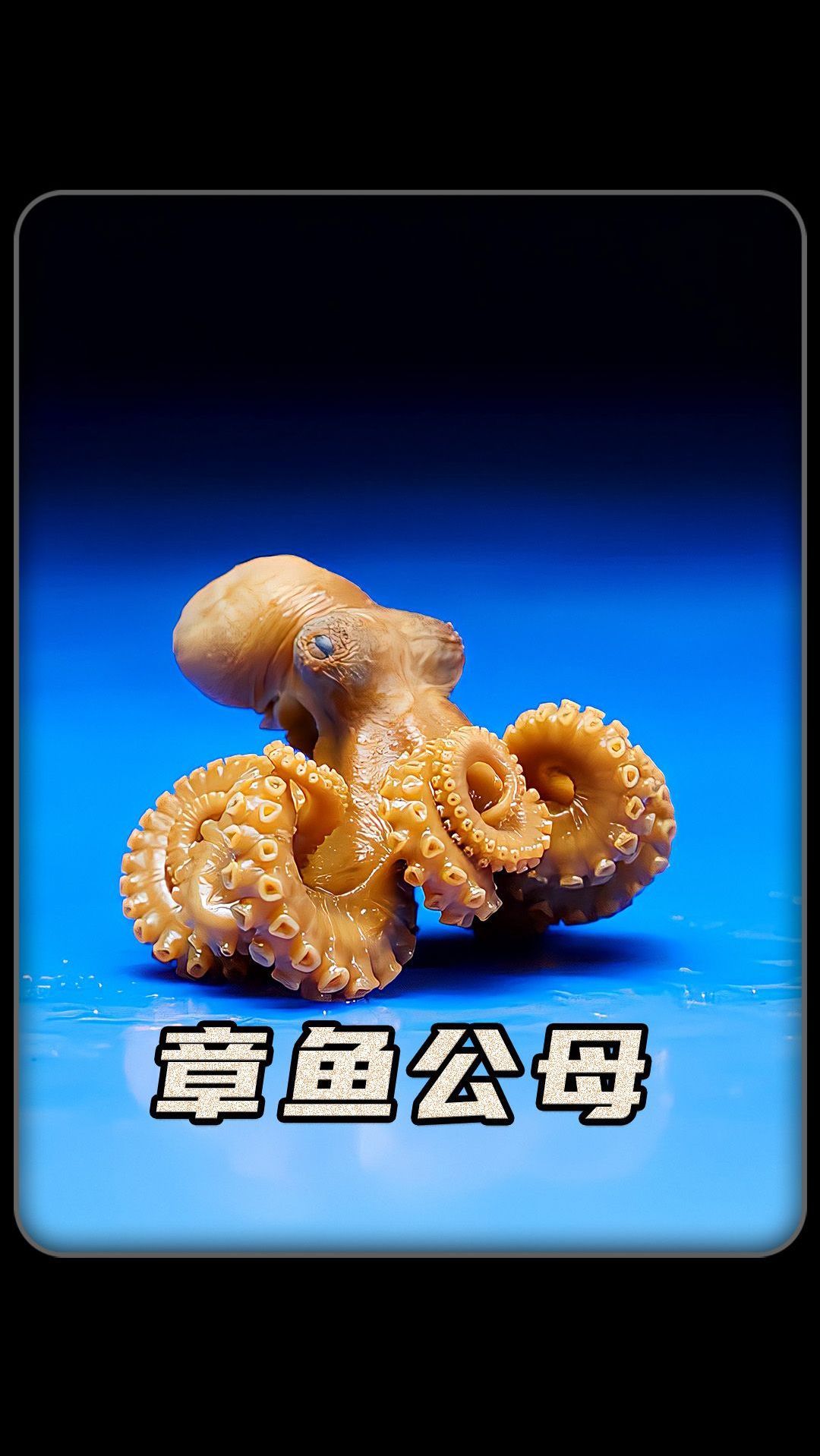 章鱼的公母该怎么分辨呢?