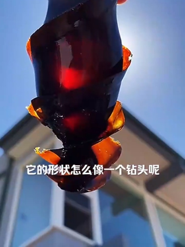 你知道鲨鱼卵长什么样吗?