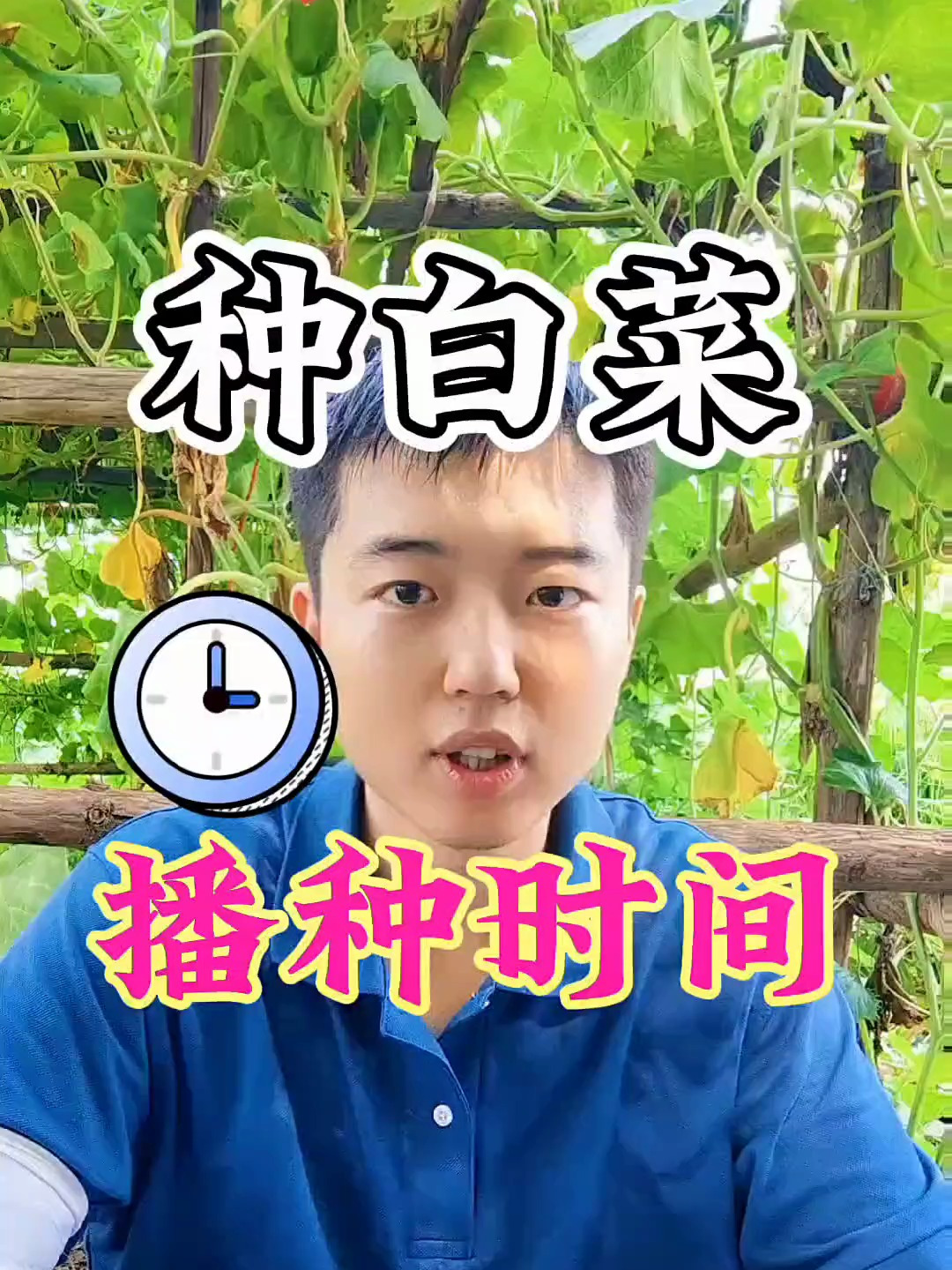 种白菜,正确的播种时间