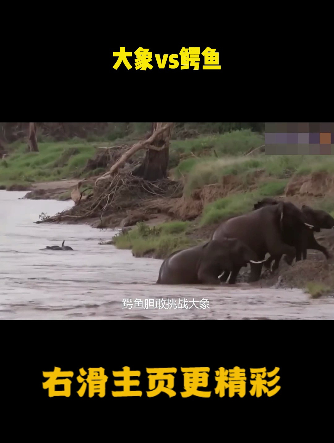 难以置信,大象为了保护自己的幼崽而报复鳄鱼,大象vs鳄鱼!