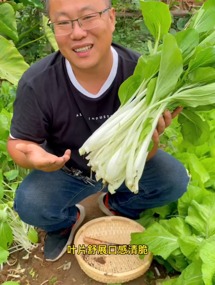 高梗菜小白菜是小白菜中的精品!长梗大叶喜欢的可以种些