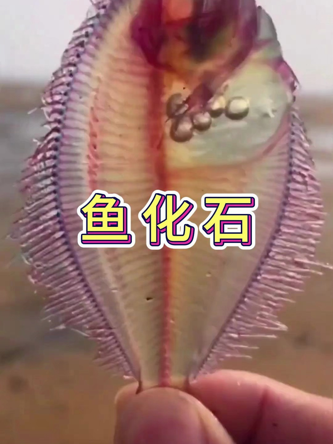 户外赶海抓海鲜,发现了一块透明的鱼化石