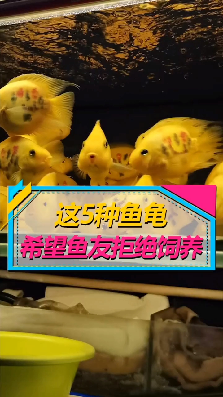 这5种观赏鱼龟,希望鱼友们不要饲养