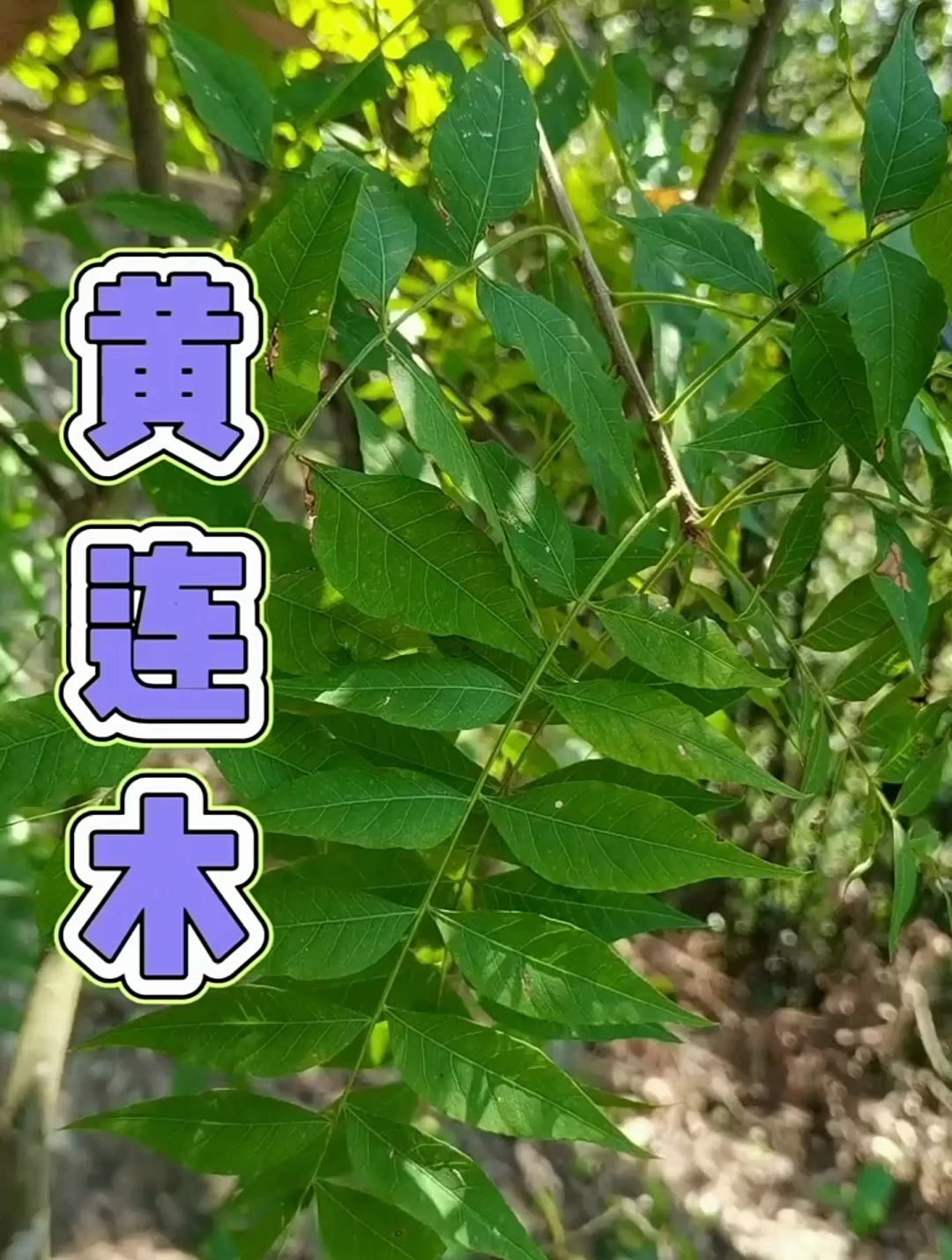 植物科普:黄连木,黄莲木种子油可用于制肥皂
