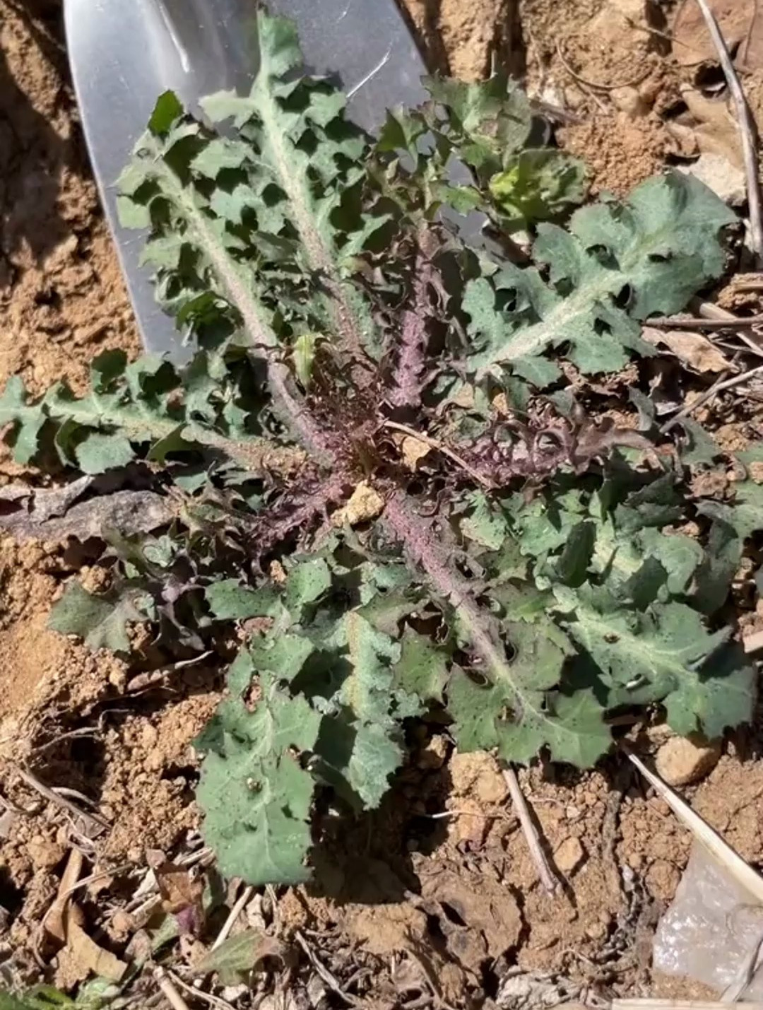 这是山东人非常喜欢吃的一种野菜苦碟子