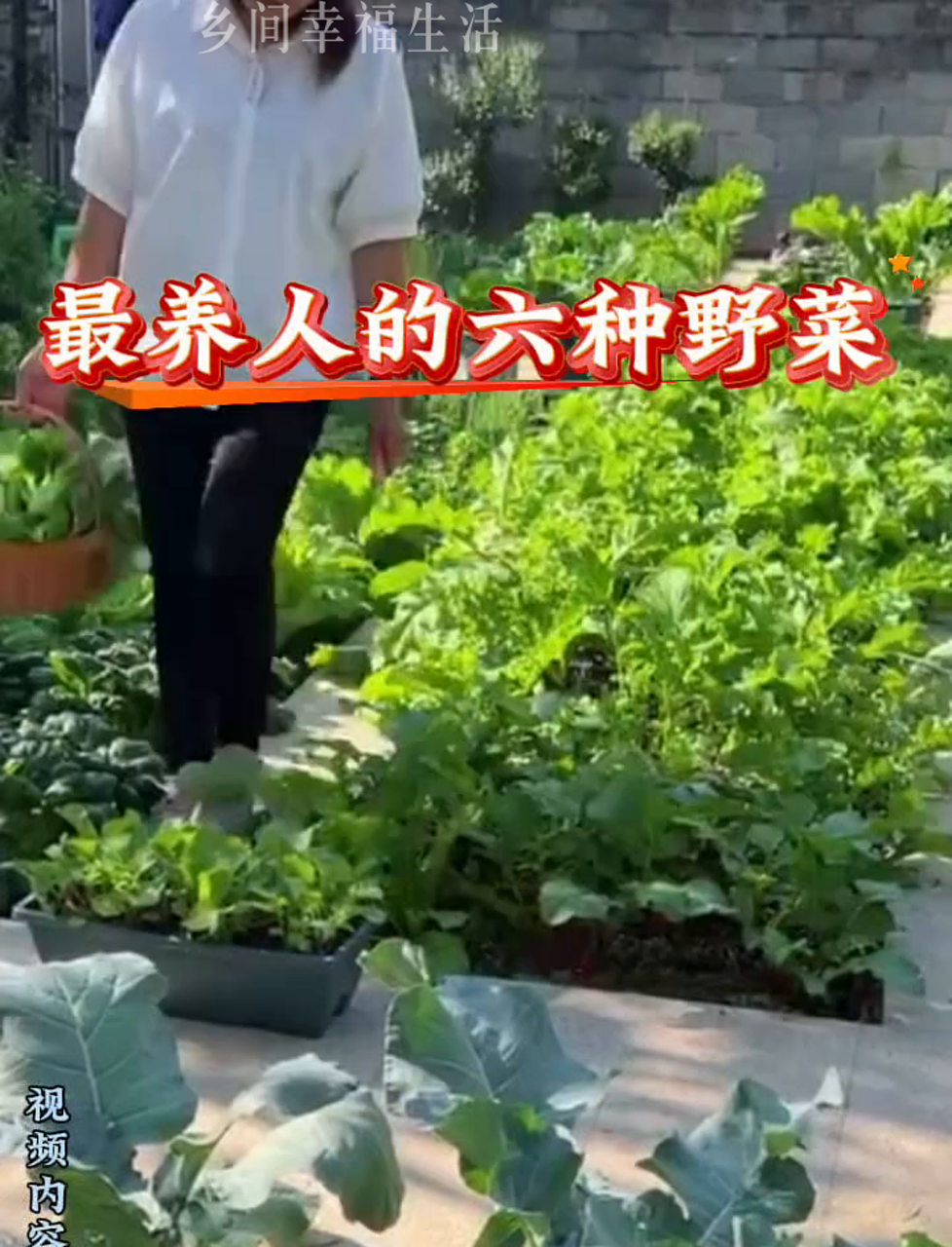 超补身体的六种野生菜,你吃过几种?