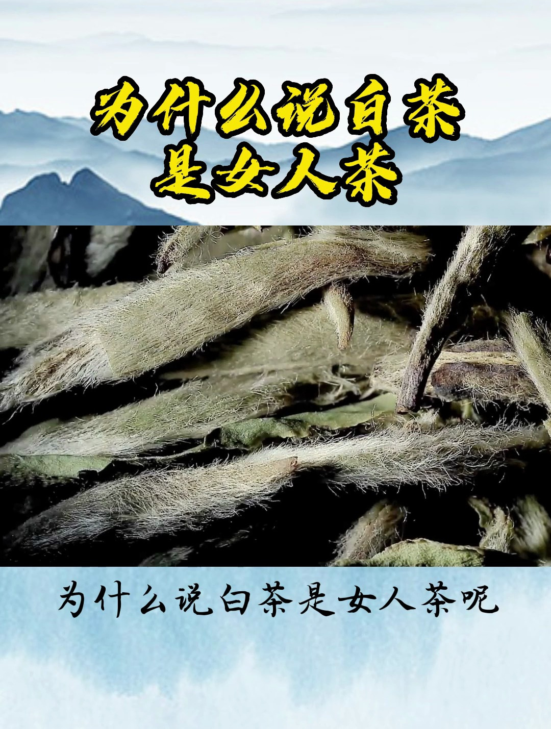 喝白茶有什么功效和作用,为什么说白茶是女人茶?