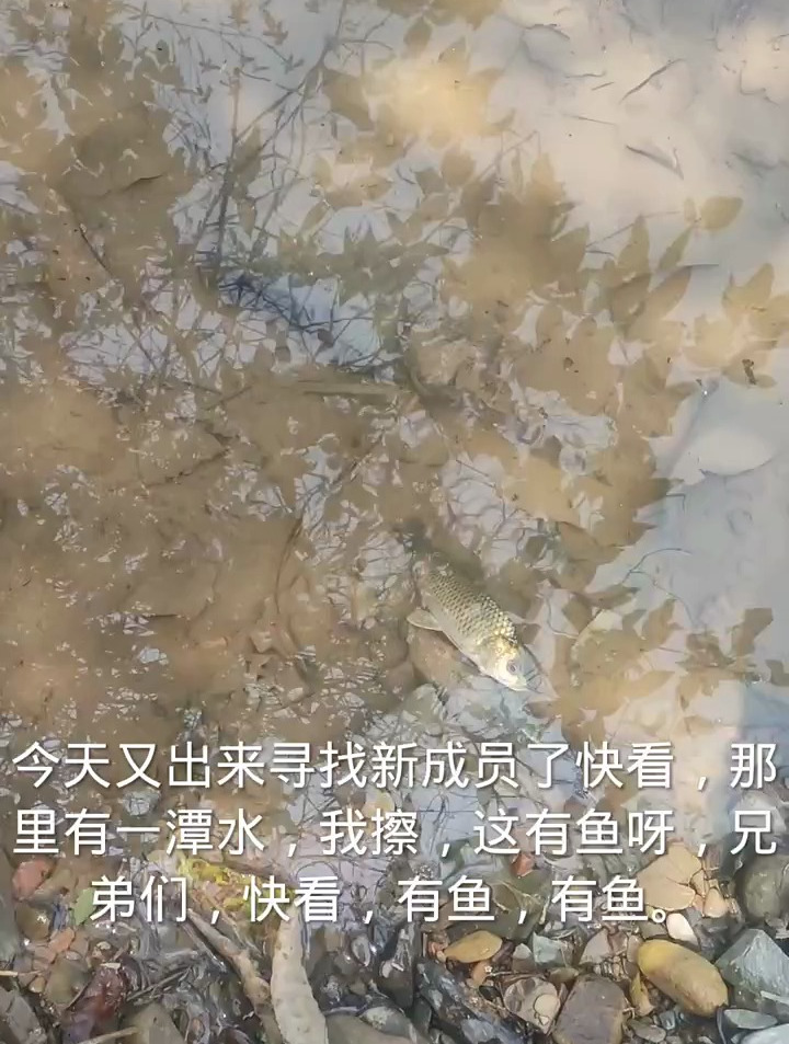 出来外面寻找新成员,在小溪边抓到一条黄金色小鲤鱼太漂亮了