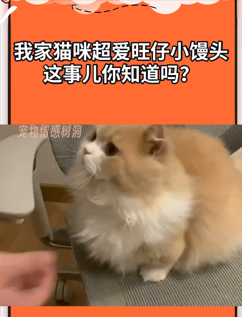 我家猫咪超爱旺仔小馒头,这事儿你知道吗?