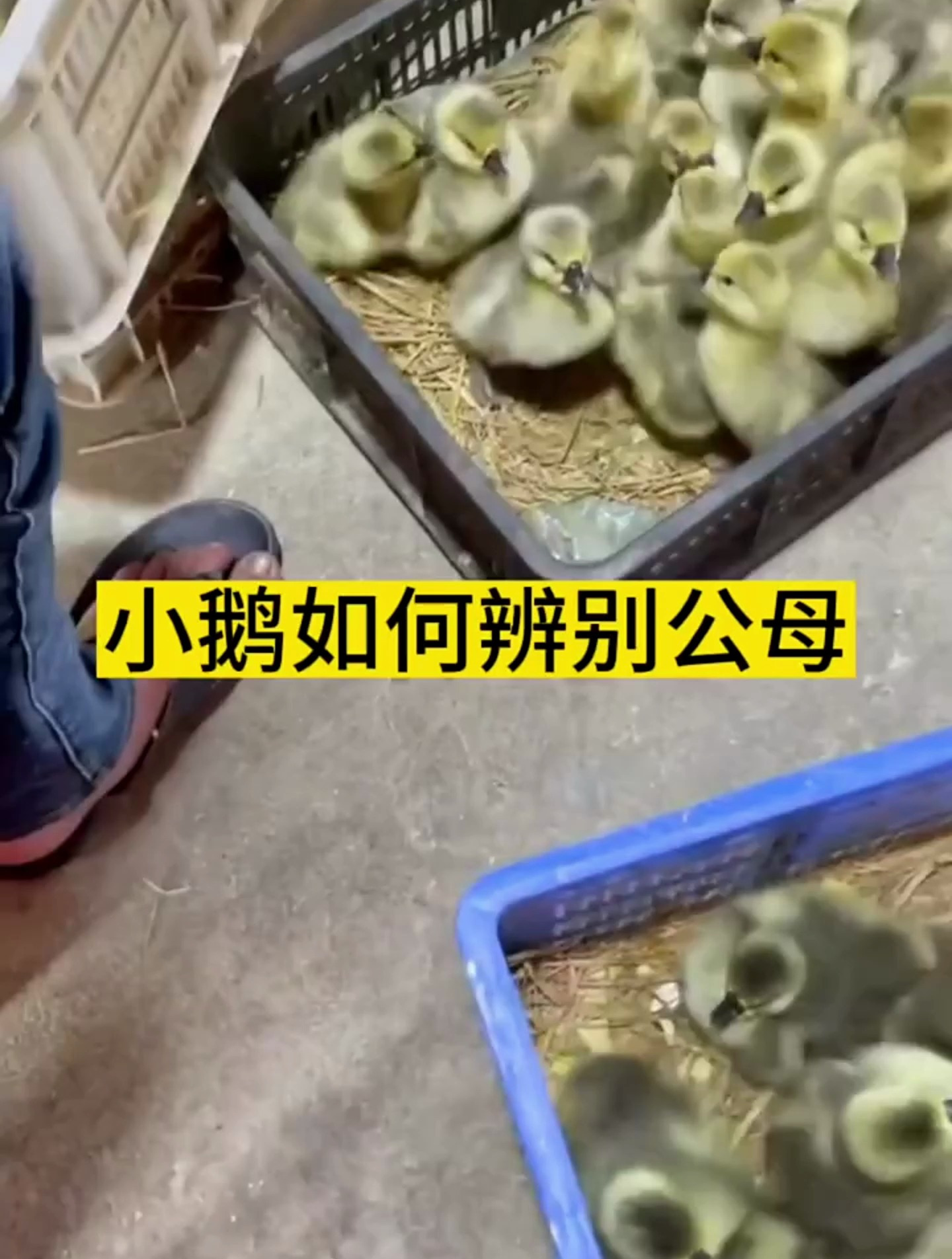小鹅如何分辨公母