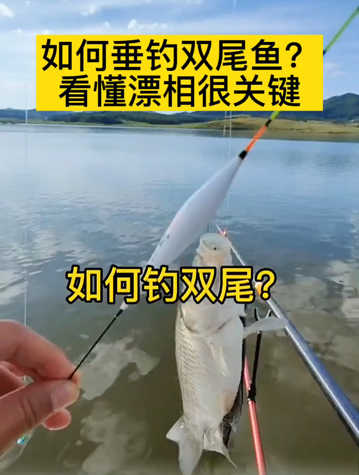 如何垂钓双尾鱼?看懂漂相很关键,老司机通过实拍来教你