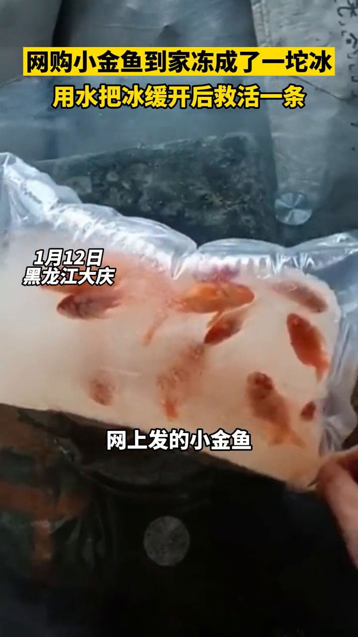 东北女子网购小金鱼到家冻成了一坨冰,最后救活一条