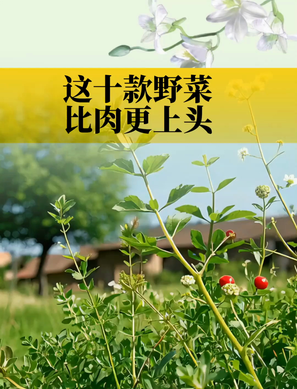 这十款野菜比肉香,好吃又营养