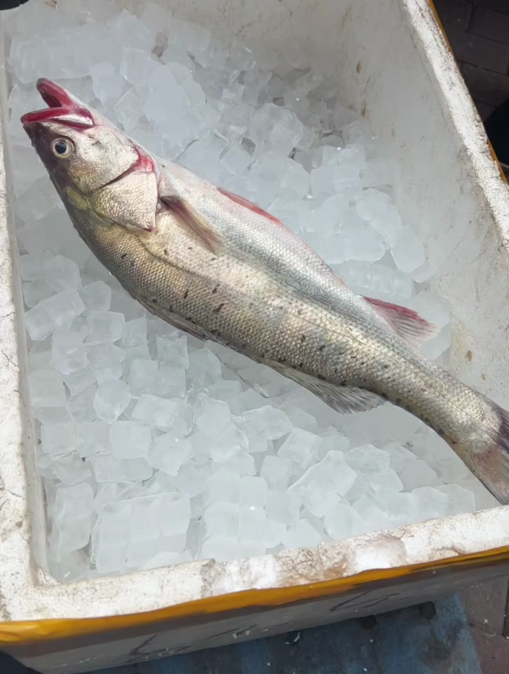 海钓美食,厚唇鲈鱼 黄鱼的亲戚黄鱼 可爱的三刀,你喜欢吃哪种!