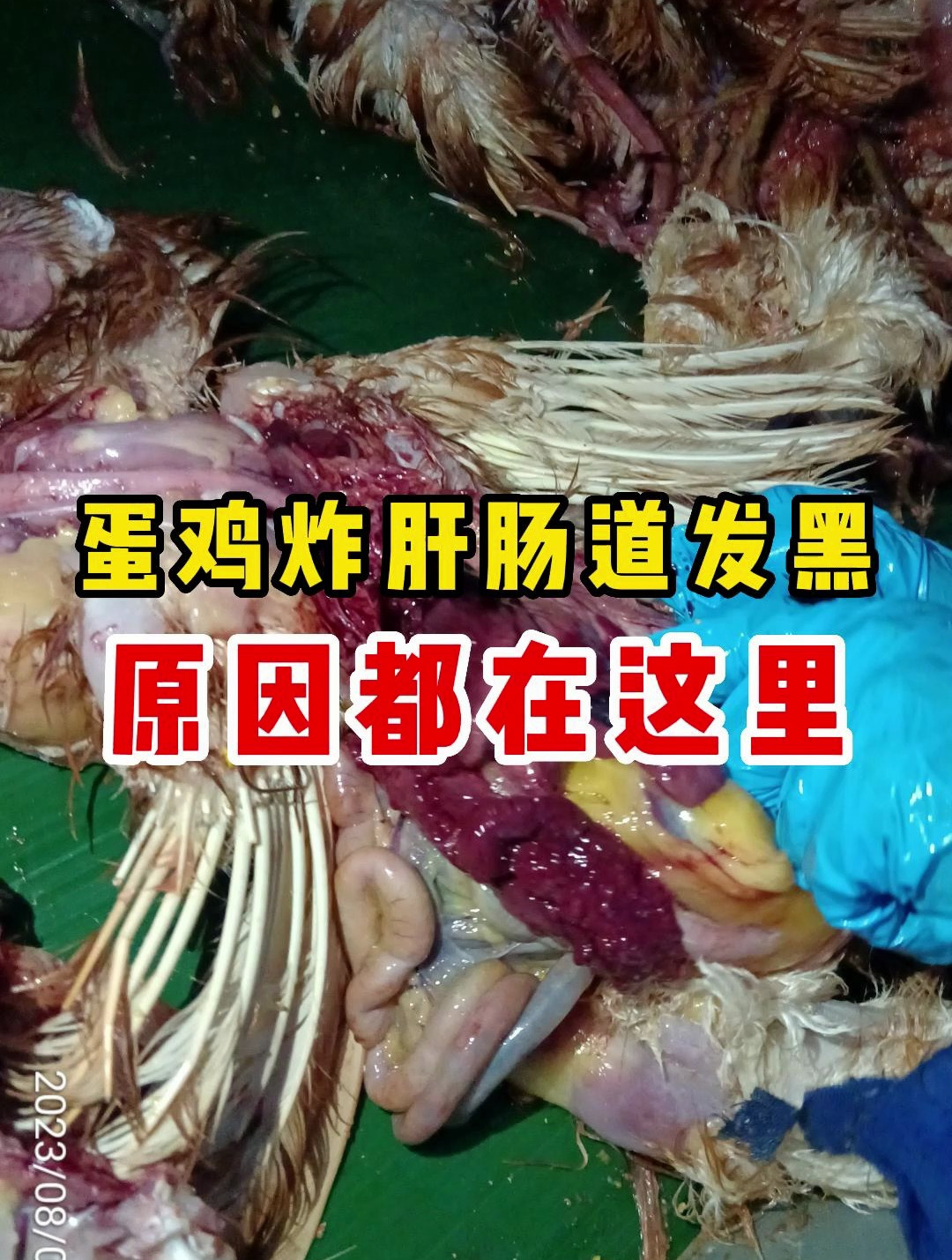 蛋鸡炸肝、肠道发黑,零星伤鸡多,应该这样做!