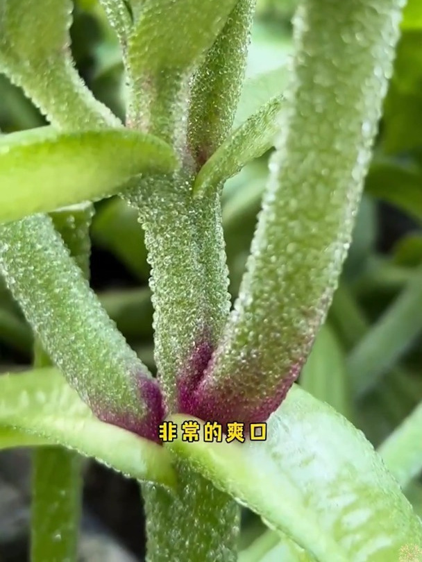 10种春季播种可以吃深秋的瓜果蔬菜,每一种都是你的最爱!