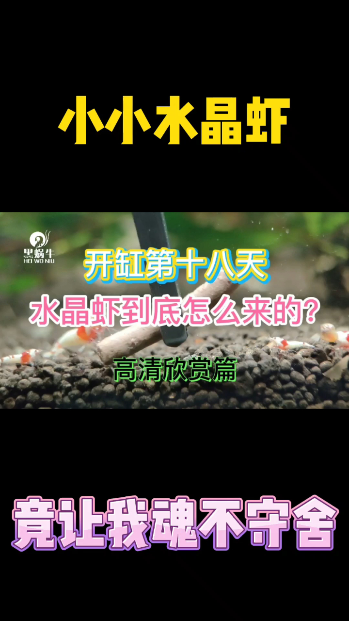 水晶虾 一个让人着迷到失去自我的小精灵