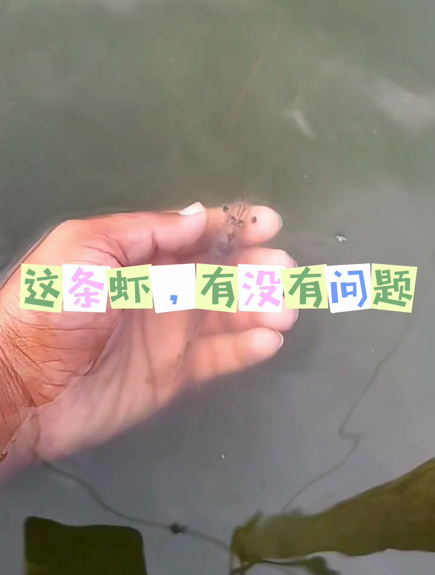 这条虾,到底有没有问题!养殖户议论纷纷!